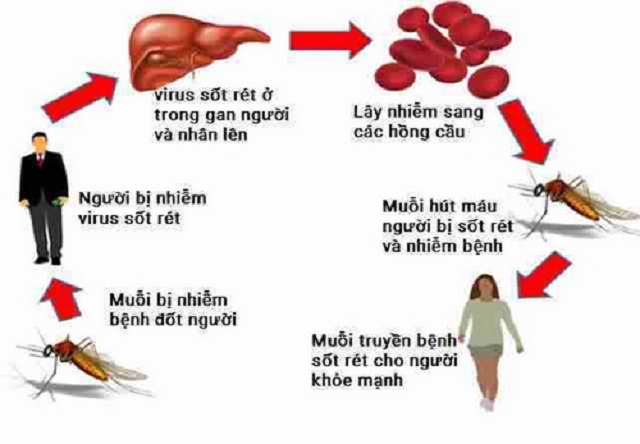 vì sao bệnh sốt rét hay xảy ra ở miền núi